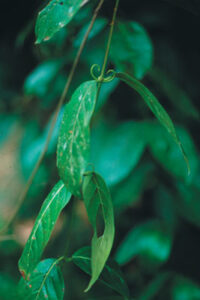 For Your Health: Herbs that Boost Immunity Image